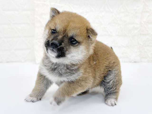 京都府の豆柴 (ペッツファースト京都八幡店/2026年2月8日生まれ/男の子/赤)の子犬の1枚目の画像