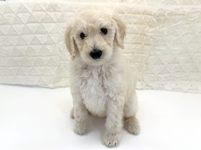 京都府のスタンダードプードル (ペッツファースト京都八幡店/2026年1月31日生まれ/女の子/ホワイト)の子犬の1枚目の画像