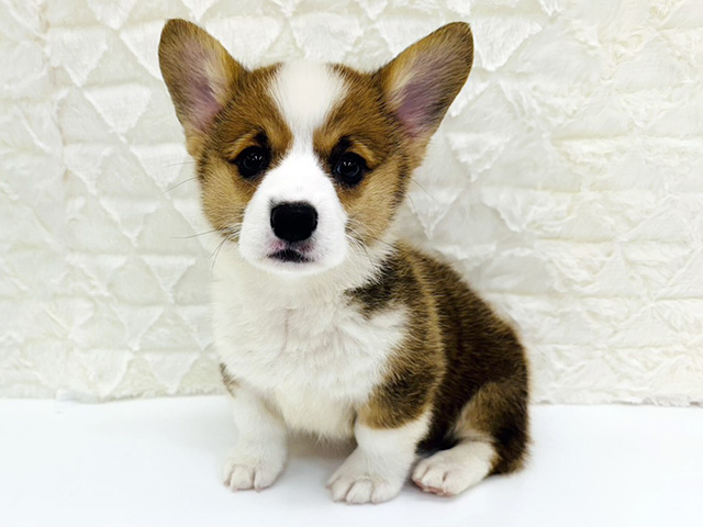 京都府のウェルシュコーギーペンブローク (ペッツファースト京都八幡店/2026年2月7日生まれ/女の子/レッドホワイト)の子犬の1枚目の画像