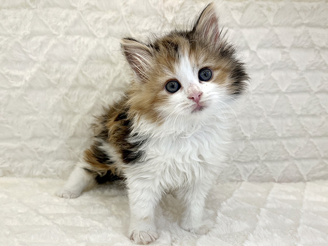 京都府のノルウェージャンフォレストキャット (ペッツファースト京都八幡店/2026年2月8日生まれ/女の子/ブラウンパッチドタビーホワイト)の子猫の1枚目の画像