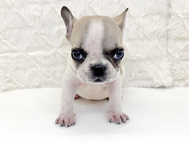 京都府のフレンチブルドッグ (ペッツファースト京都八幡店/2026年2月6日生まれ/女の子/パイド)の子犬の1枚目の画像
