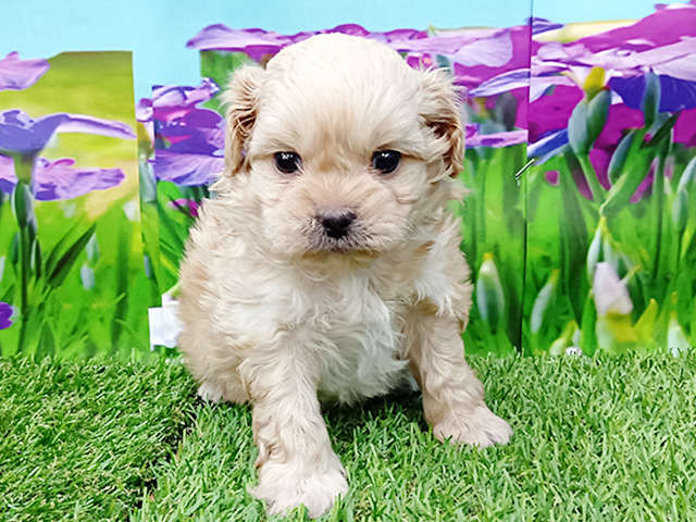 ペキプー, 性別 男の子, 誕生日 2026/02/09, 毛色 クリーム, 出身 埼玉県, 店舗 久喜菖蒲店(埼玉県), お問い合わせ番号 100940099