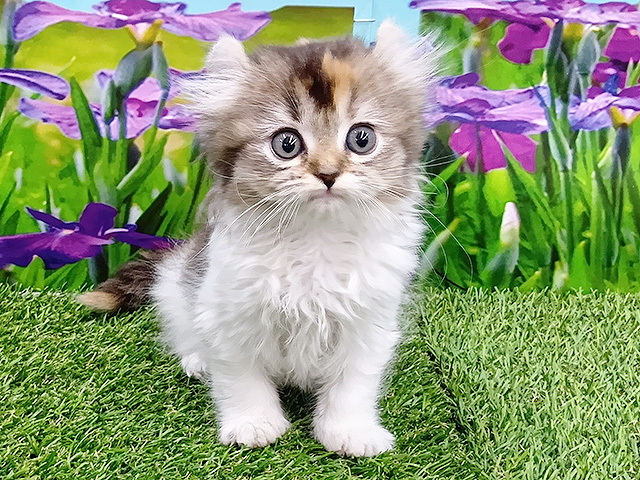 アメリカンカール, 性別 女の子, 誕生日 2026/02/10, 毛色 キャリコ, 出身 群馬県, 店舗 久喜菖蒲店(埼玉県), お問い合わせ番号 100940105