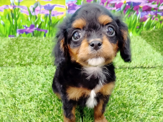 埼玉県のキャバプー(キャバリア×プードル) (ペッツファースト久喜菖蒲店/2026年2月2日生まれ/女の子/ブラックタン)の子犬の1枚目の画像