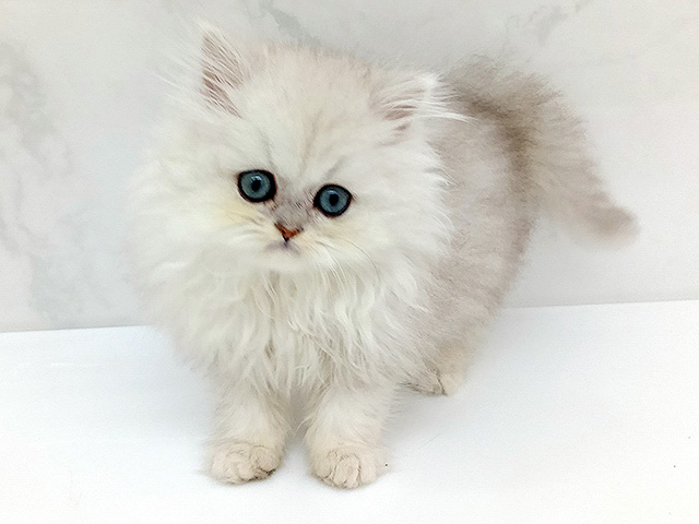 ペルシャ, 性別 男の子, 誕生日 2026/01/30, 毛色 チンチラシルバー, 出身 東京都, 店舗 ビバホーム豊洲店(東京都), お問い合わせ番号 200019771