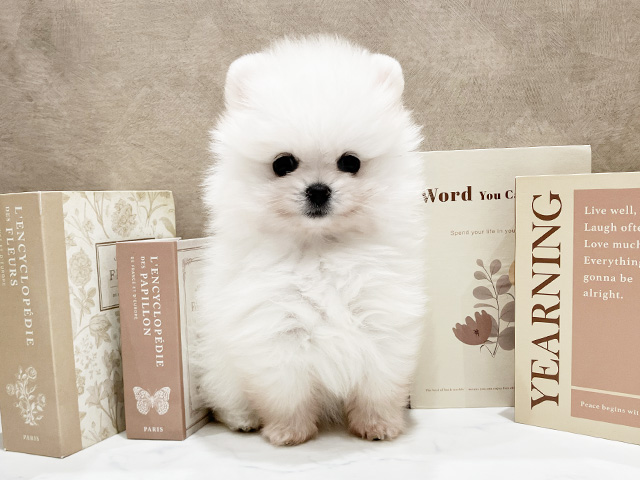 奈良県のポメラニアン (ペッツファースト橿原店/2026年2月7日生まれ/女の子/ホワイト)の子犬の1枚目の画像