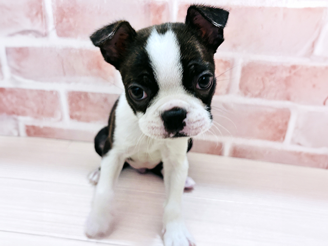 ボストンテリア, 性別 女の子, 誕生日 2026/01/30, 毛色 ボストンカラー, 出身 埼玉県, 店舗 春日部店(埼玉県), お問い合わせ番号 600932448