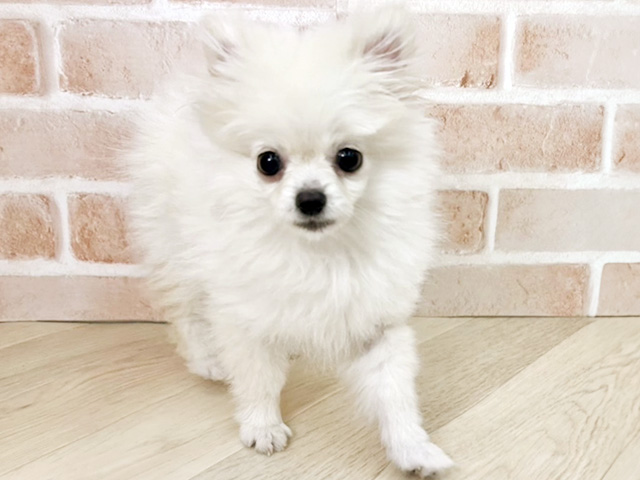 大阪府のポメラニアン (ペッツファースト寝屋川店/2025年12月12日生まれ/女の子/クリーム)の子犬