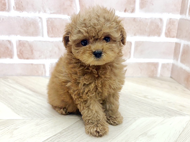 大阪府のトイプードル(トイ) (ペッツファースト寝屋川店/2026年1月19日生まれ/男の子/アプリコット)の子犬の1枚目の画像