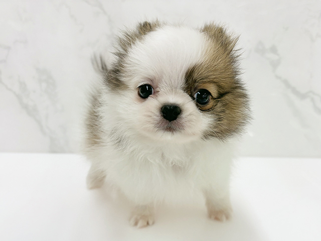 石川県のポメチワ/チワポメ/ポメチー(ポメラニアン×チワワ) (ペッツファースト御経塚店/2026年1月23日生まれ/男の子/パーティーカラー)の子犬
