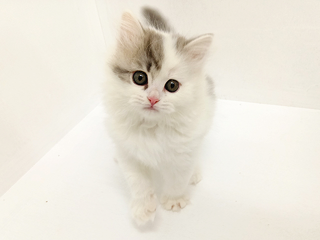 スコティッシュフォールド(立ち耳), 性別 男の子, 誕生日 2026/01/24, 毛色 ブルータビーホワイト, 出身 群馬県, 店舗 富山店(富山県), お問い合わせ番号 200019699