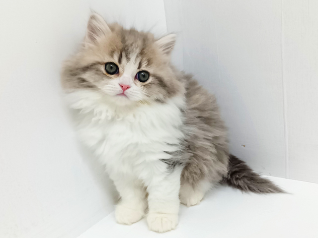 富山県のサイベリアン (ペッツファースト富山店/2026年2月6日生まれ/女の子/ブルークラシックタビーホワイト)の子猫の1枚目の画像