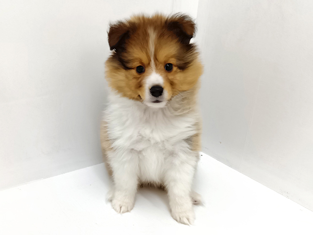 富山県のシェットランドシープドッグ (ペッツファースト富山店/2026年2月5日生まれ/男の子/セーブルホワイト)の子犬の1枚目の画像