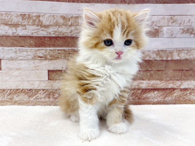 京都府のスコティッシュフォールド (ペッツファースト京都八幡店/2026年2月8日生まれ/男の子/レッドタビーホワイト)の子猫の1枚目の画像