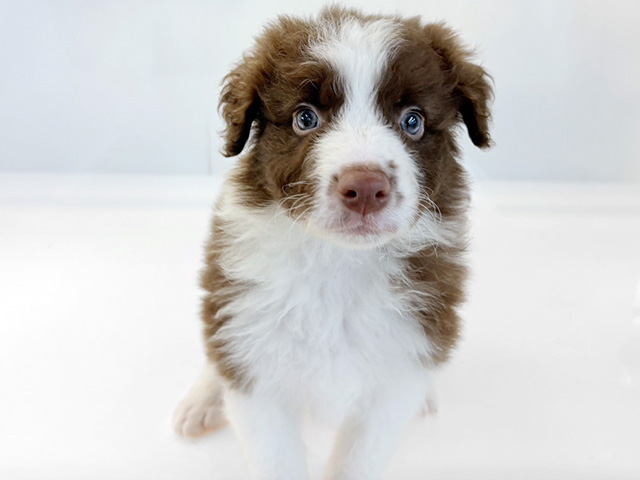 ボーダーコリー, 性別 男の子, 誕生日 2026/02/07, 毛色 チョコホワイト, 出身 静岡県, 店舗 京都八幡店(京都府), お問い合わせ番号 200406502