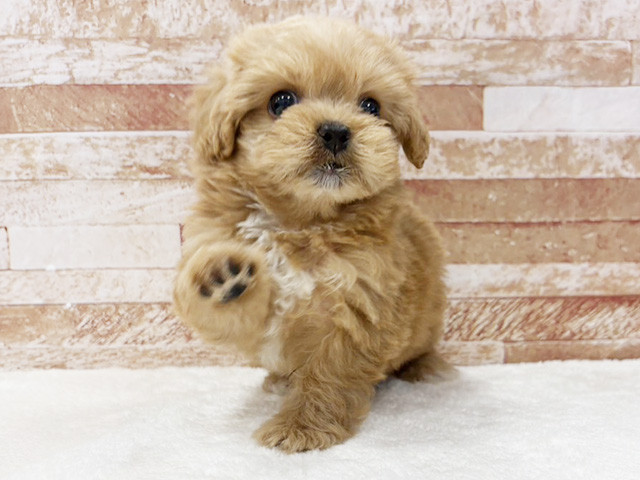 ペキプー, 性別 女の子, 誕生日 2026/02/08, 毛色 クリーム, 出身 茨城県, 店舗 京都八幡店(京都府), お問い合わせ番号 200406846