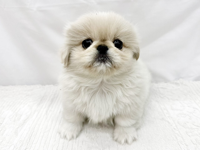 東京都のペキニーズ (ペッツファーストビバホーム豊洲店/2026年1月31日生まれ/女の子/クリーム)の子犬の1枚目の画像