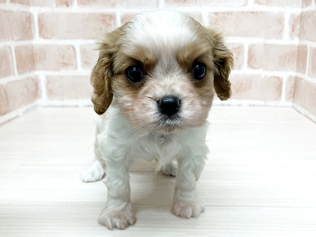キャバリアキングチャールズスパニエル, 性別 男の子, 誕生日 2026/02/08, 毛色 ブレンハイム, 出身 千葉県, 店舗 須坂店(長野県), お問い合わせ番号 216040602