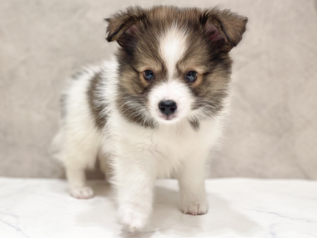 シェットランドシープドッグミックス