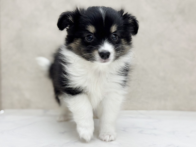 大阪府のシェットランドシープドッグミックス (ペッツファースト東大阪店/2026年2月8日生まれ/女の子/トライカラー)の子犬