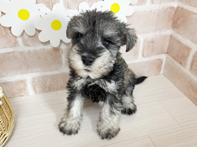 静岡県のミニチュアシュナウザー (ペッツファースト富士南店/2026年2月8日生まれ/女の子/ソルトペッパー)の子犬の1枚目の画像