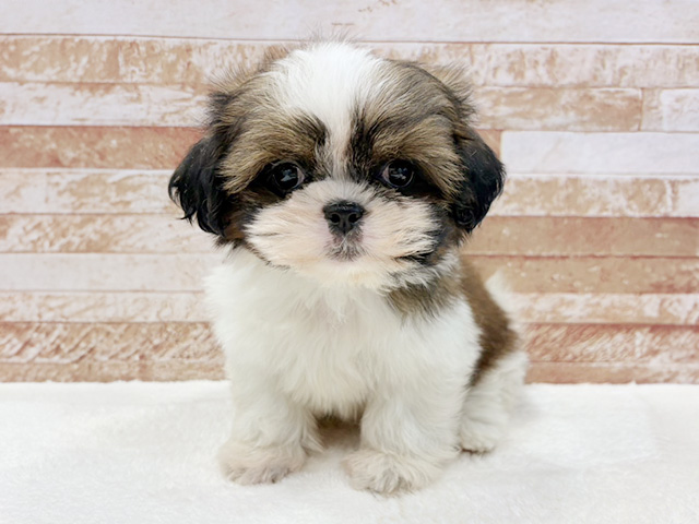 京都府のシーズー (ペッツファースト京都八幡店/2026年2月8日生まれ/女の子/ゴールドホワイト)の子犬の1枚目の画像