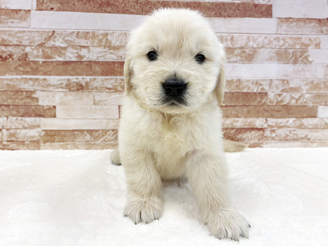 京都府のゴールデンレトリバー (ペッツファースト京都八幡店/2026年2月12日生まれ/男の子/ゴールデン)の子犬の1枚目の画像