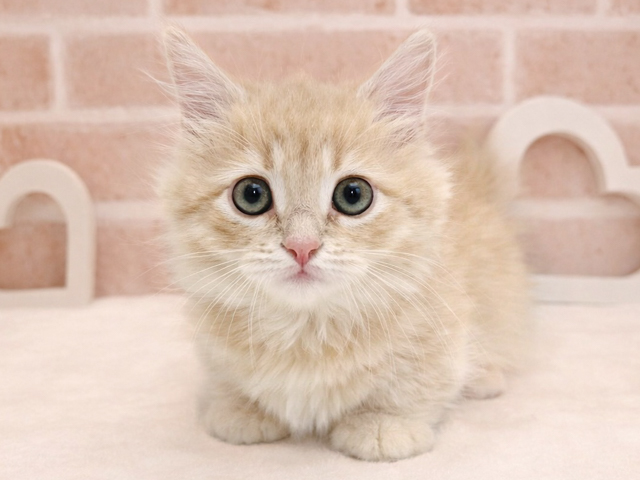 東京都のミヌエット (ペッツファースト広尾店/2026年2月2日生まれ/男の子/クリームタビー)の子猫の1枚目の画像