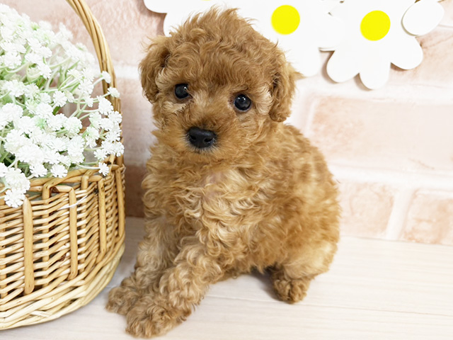 静岡県のトイプードル(タイニー) (ペッツファースト富士南店/2026年2月8日生まれ/女の子/レッド)の子犬の1枚目の画像