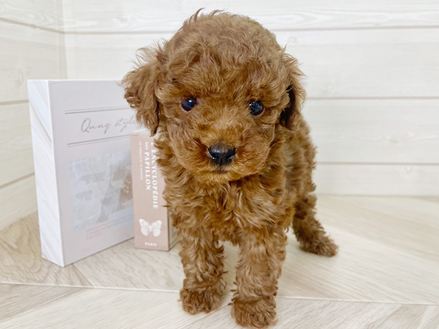 大阪府のトイプードル(タイニー) (ペッツファースト寝屋川店/2026年2月6日生まれ/女の子/レッド)の子犬の1枚目の画像