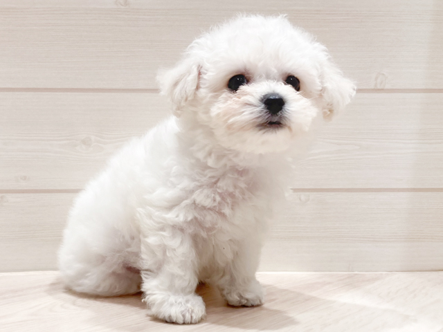 ビションフリーゼ