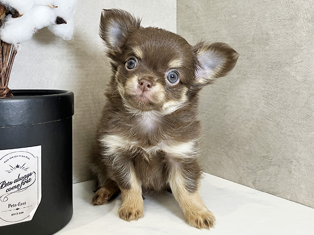 広島県のチワワ(ロング) (ペッツファースト広島祇園店/2026年2月9日生まれ/男の子/チョコレートタン)の子犬