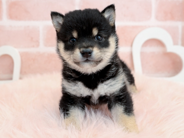 東京都の豆柴 (ペッツファースト広尾店/2026年2月8日生まれ/女の子/黒)の子犬
