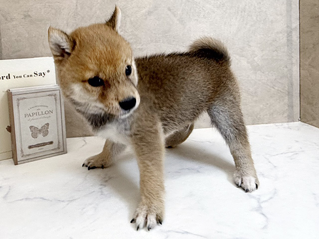 愛知県の豆柴 (ペッツファースト名古屋南店/2026年2月9日生まれ/男の子/赤)の子犬