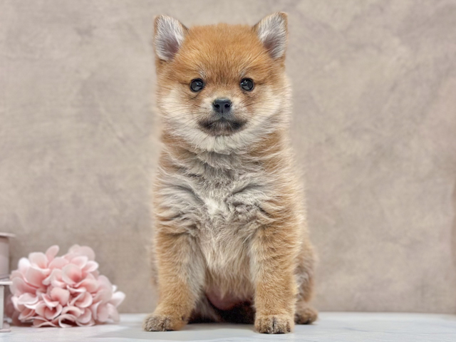 東京都のポメ柴/豆ポメ/ポメ豆柴(ポメラニアン×柴犬) (ペッツファースト新宿店/2026年2月9日生まれ/女の子/赤)の子犬の1枚目の画像