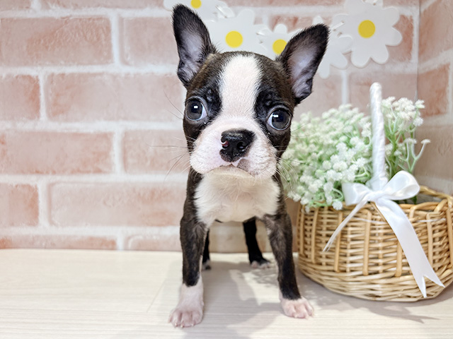 ボストンテリア, 性別 男の子, 誕生日 2026/02/06, 毛色 ボストンカラー, 出身 熊本県, 店舗 倉敷店(岡山県), お問い合わせ番号 2630158