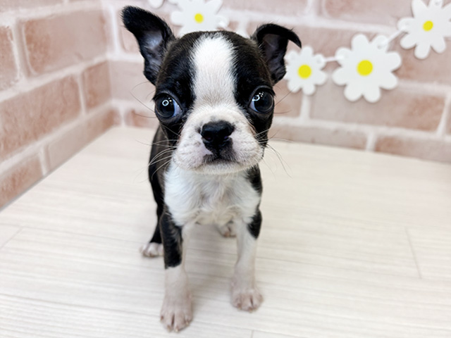 ボストンテリア, 性別 男の子, 誕生日 2026/02/06, 毛色 ボストンカラー, 出身 熊本県, 店舗 鹿児島店(鹿児島県), お問い合わせ番号 2630159