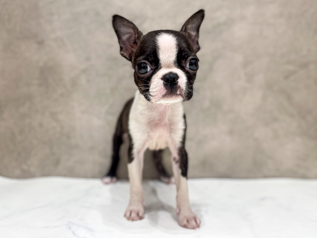 ボストンテリア, 性別 女の子, 誕生日 2026/02/06, 毛色 ボストンカラー, 出身 熊本県, 店舗 ららぽーとTOKYO-BAY店(千葉県), お問い合わせ番号 2630161