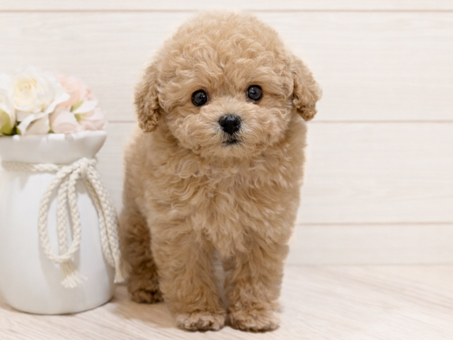 東京都のトイプードル(ティーカップ) (ペッツファースト吉祥寺本店/2026年2月9日生まれ/男の子/アプリコット)の子犬の1枚目の画像