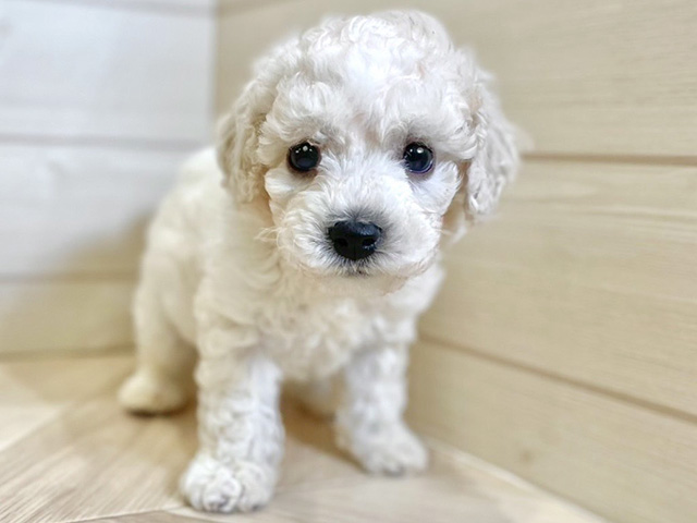 ビションフリーゼ