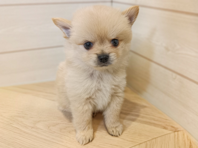 ポメチワ, 性別 女の子, 誕生日 2026/02/09, 毛色 クリーム, 出身 熊本県, 店舗 川崎店(神奈川県), お問い合わせ番号 2630169