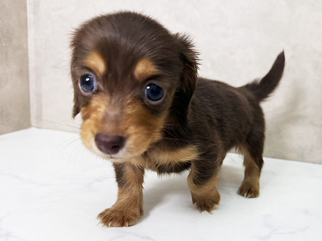 ミニチュアダックスフンド