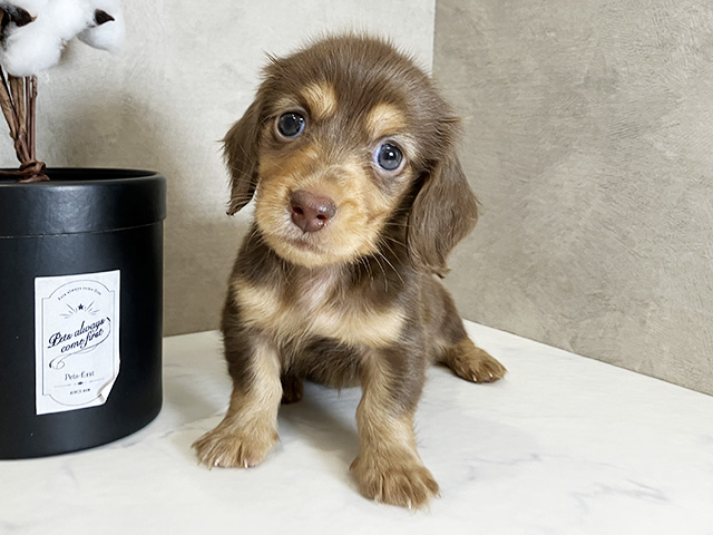 ミニチュアダックスフンド