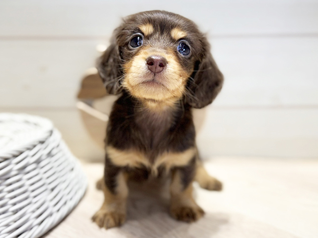 ミニチュアダックスフンド