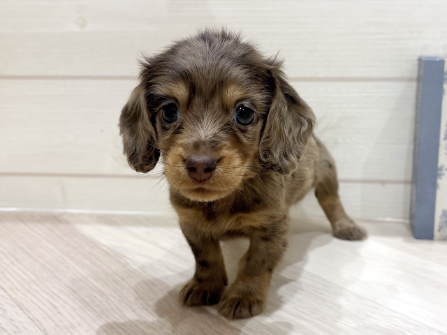 ミニチュアダックスフンド