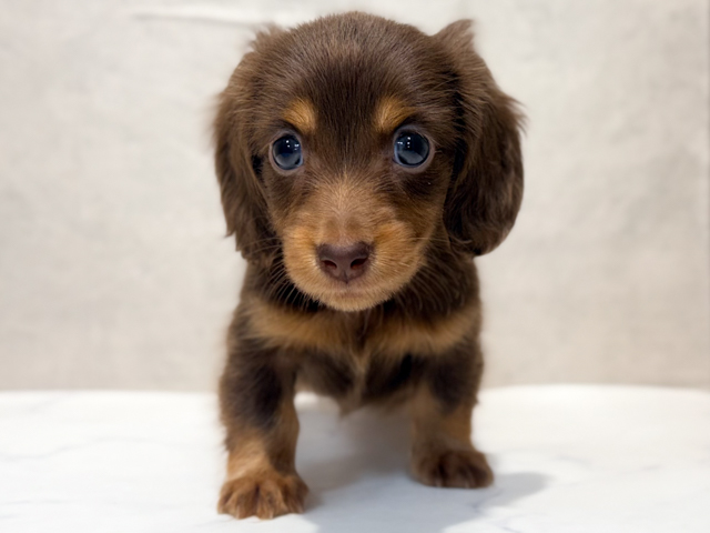 カニヘンダックスフンド