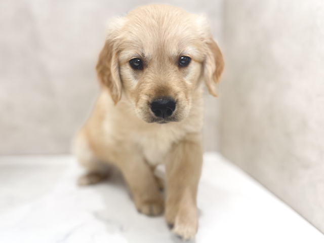 東京都のゴールデンレトリバー (ペッツファーストららぽーと立川立飛店/2026年2月9日生まれ/女の子/ゴールデン)の子犬の1枚目の画像