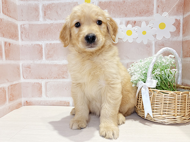 ゴールデンレトリーバー