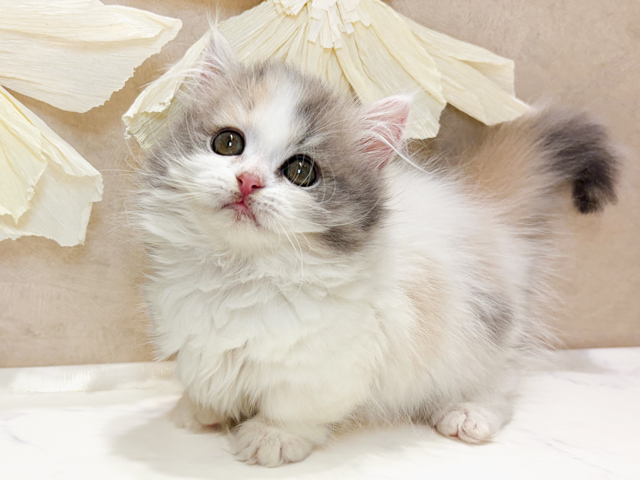 兵庫県のミヌエット (ペッツファースト神戸三宮センター街店/2026年2月8日生まれ/女の子/ダイリュートキャリコ)の子猫