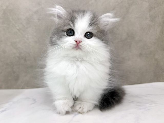 ミヌエット, 性別 男の子, 誕生日 2026/02/08, 毛色 ブルータビーホワイト, 出身 愛知県, 店舗 京都四条河原町店(京都府), お問い合わせ番号 2650121